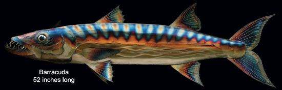 Barracuda