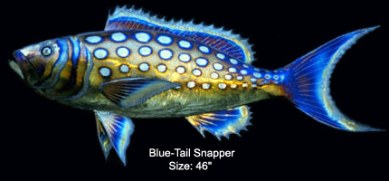Blue-Tail Snapper