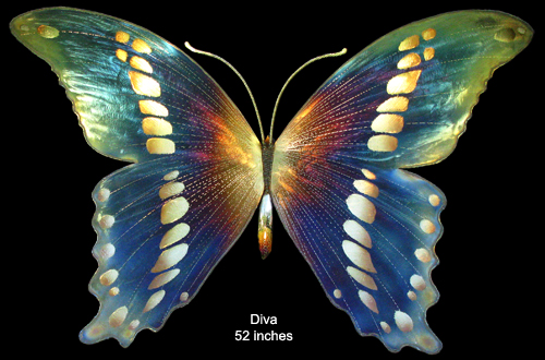 Diva, 52 inches wide