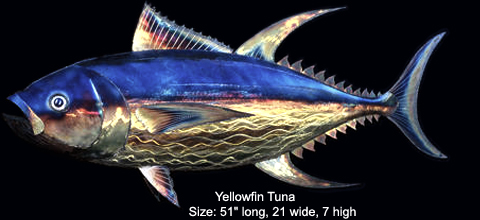 Yellowfin Tuna