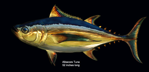 Albacore Tuna