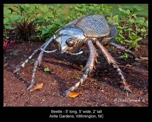  Beetle 