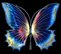 Blue Morpho Butterfly