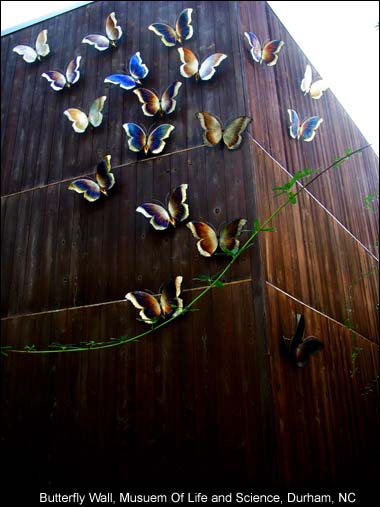 Butterfly Wall 