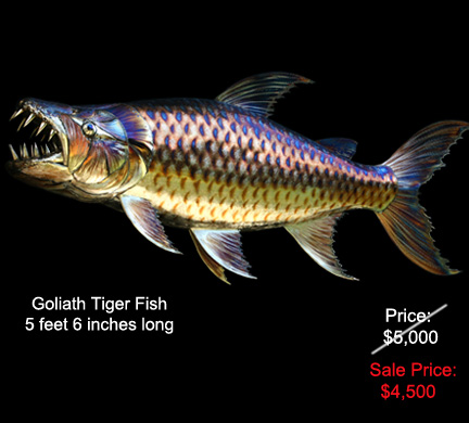 Goliath Tiger Fish