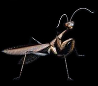 Mantis