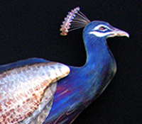 Peacock