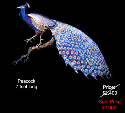 Peacock