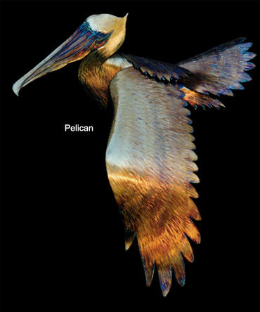 Pelican