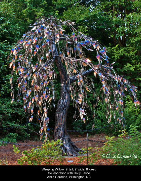  Weeping Willow 